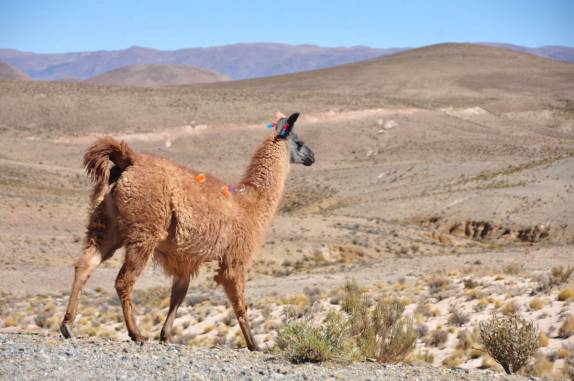 Lhamas passeiam tranquilamente na estrada que corta a puna em direção ao Paso de Jama, entre Argentina e Chile